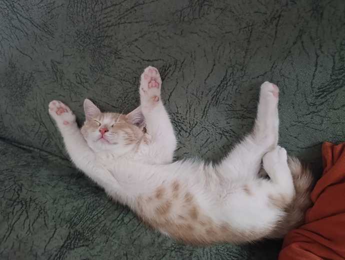 Sokakta bir yavru kedi görseniz, durup onunla ilgilenir misiniz?