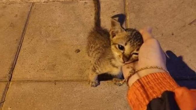 Sokakta bir yavru kedi görseniz, durup onunla ilgilenir misiniz?