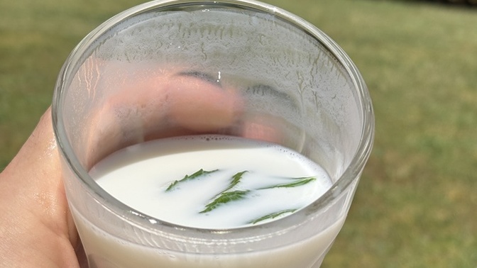Ev yapımı, naneli ayran sever misin? Bugünkü bu iyi havayı nasıl değerlendiriyorsun🌞😎🥤?