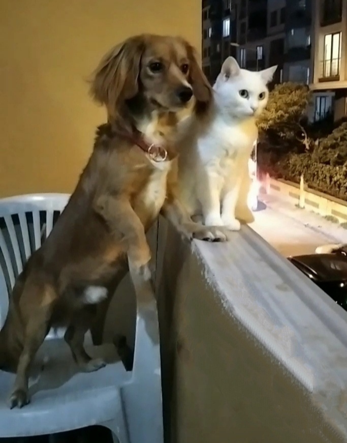 Hayvanların bakımları nasıl olmalı?