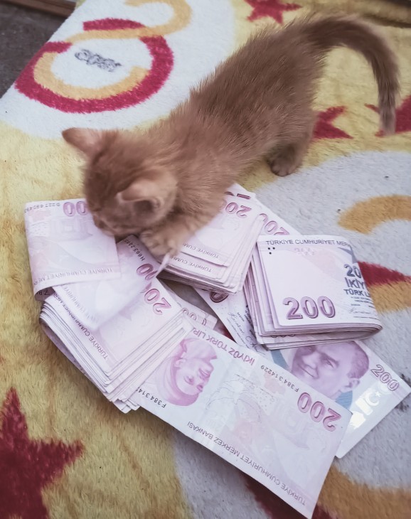 Kedilerle iletişim kurabilip, aynı frekansta girebiliyor musunuz?