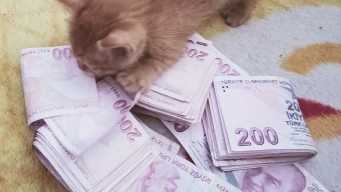 Kedilerle iletişim kurabilip, aynı frekansta girebiliyor musunuz?