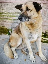 Kangal köpeğini sever misin?