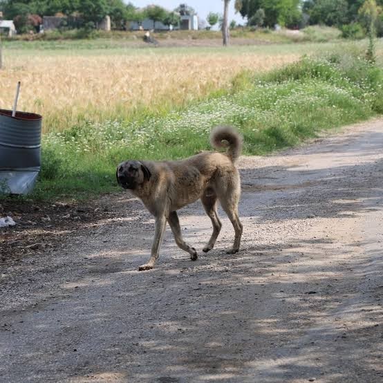 Kangal köpeğini sever misin?