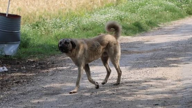 Kangal köpeğini sever misin?