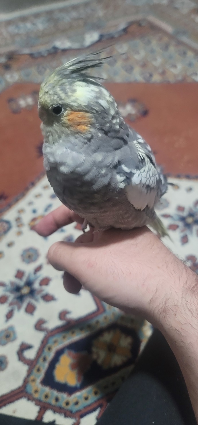 Sultan papağınından anlayan varsa yardımcı olabilir mi?