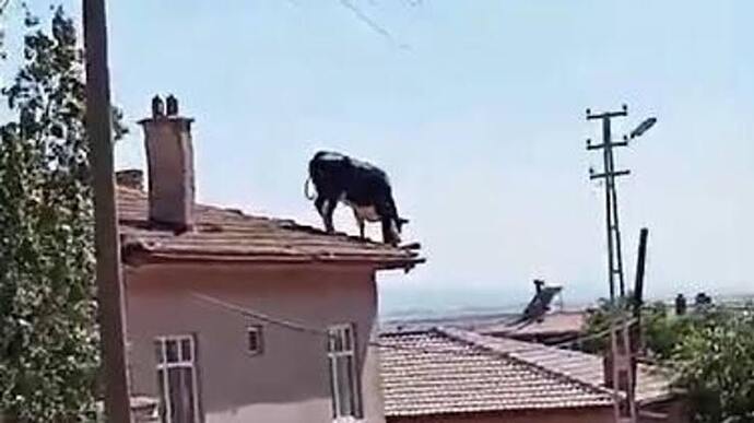 Gördüğünüz en karizma canlı neydi?