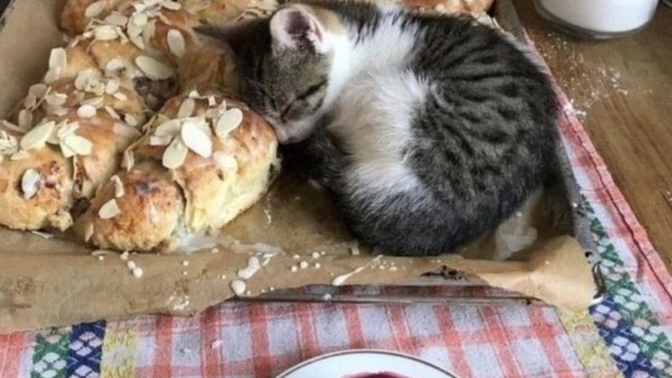 Kedimin doğum gününü kutlayacaktım uyuya mı kaldı yoksa pastayı mı beğenmedi anlamadım? bi bakar mısınız?