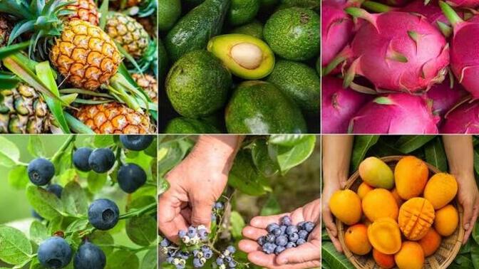 Hindistan cevizi/ avokado ve ananas üçlüsünden hangisi hoşunuza gidiyor?