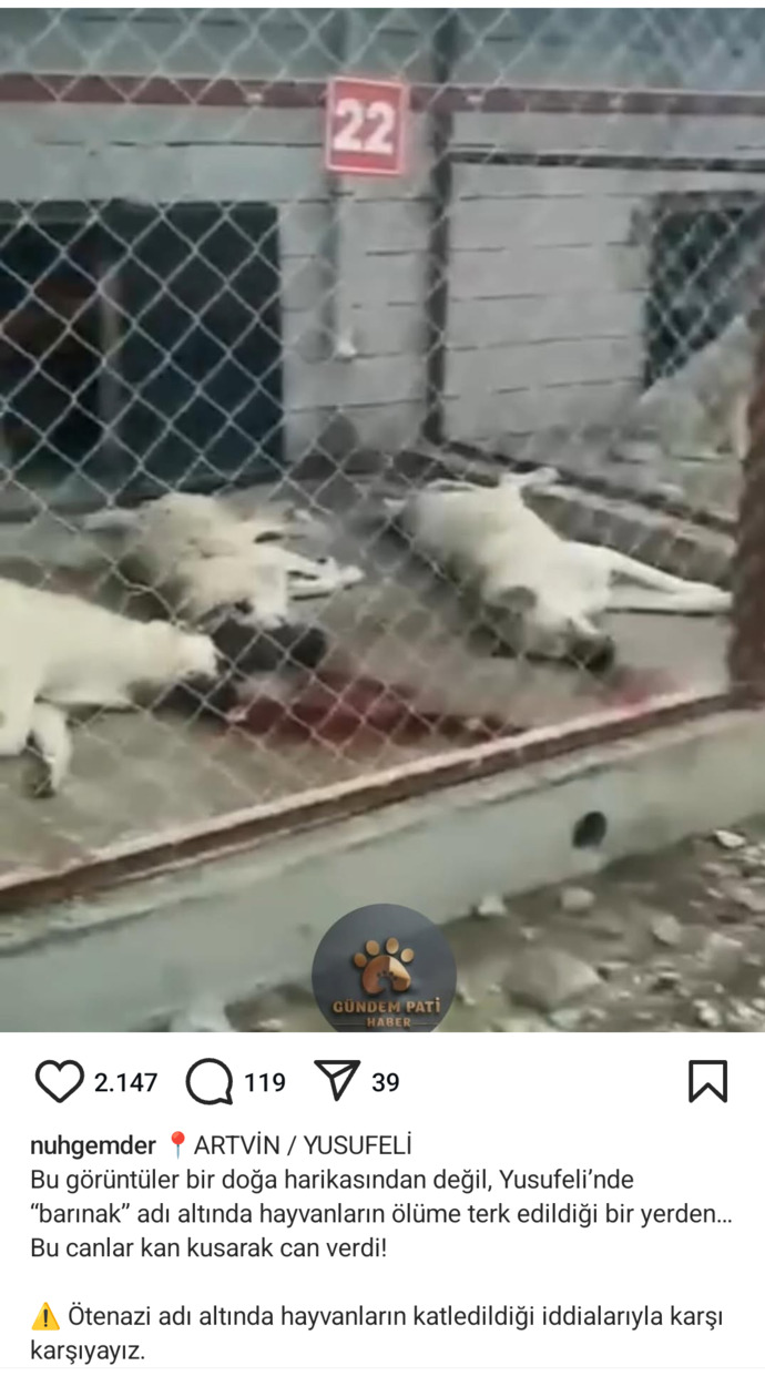 Hayvanlara yapılan zulüm bitmiyor yapan ve destekleyenlerin aramızda dolaşması ne kadar güvenilir?