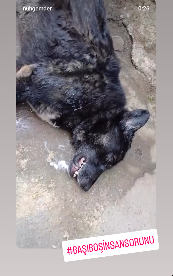 Hayvanlara yapılan zulüm bitmiyor yapan ve destekleyenlerin aramızda dolaşması ne kadar güvenilir?
