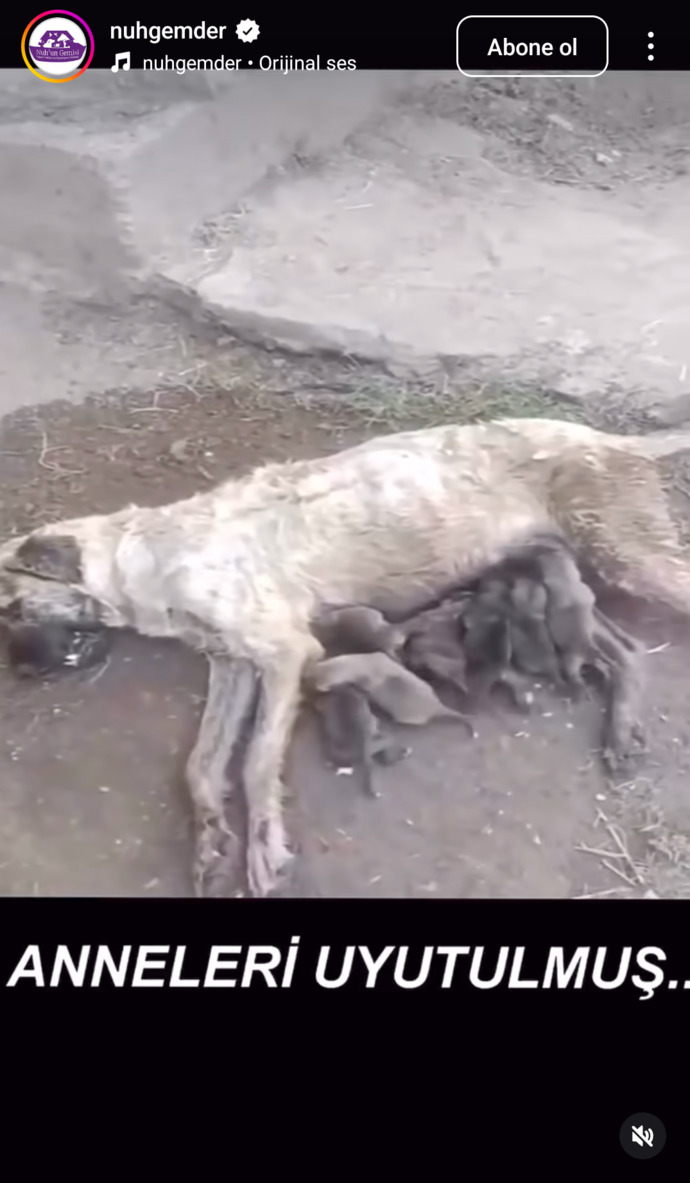 Hayvanlara yapılan zulüm bitmiyor yapan ve destekleyenlerin aramızda dolaşması ne kadar güvenilir?