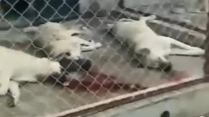 Hayvanlara yapılan zulüm bitmiyor yapan ve destekleyenlerin aramızda dolaşması ne kadar güvenilir?