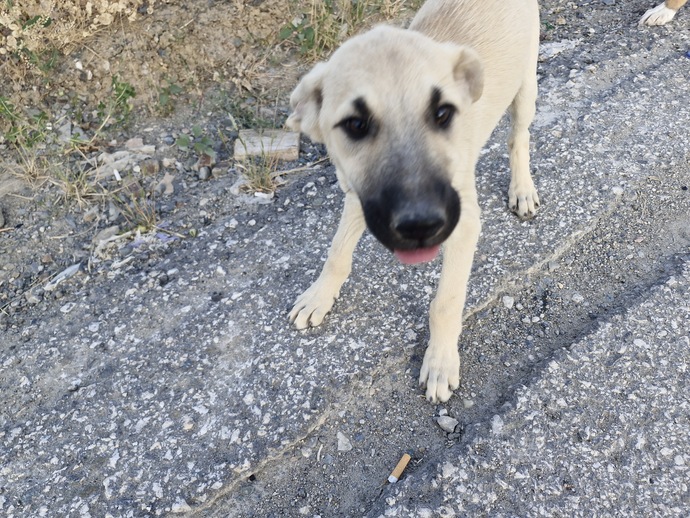 Yolda eşkiyalar tarafından önüm kesildi. Siz olsanız ne yapardınız?