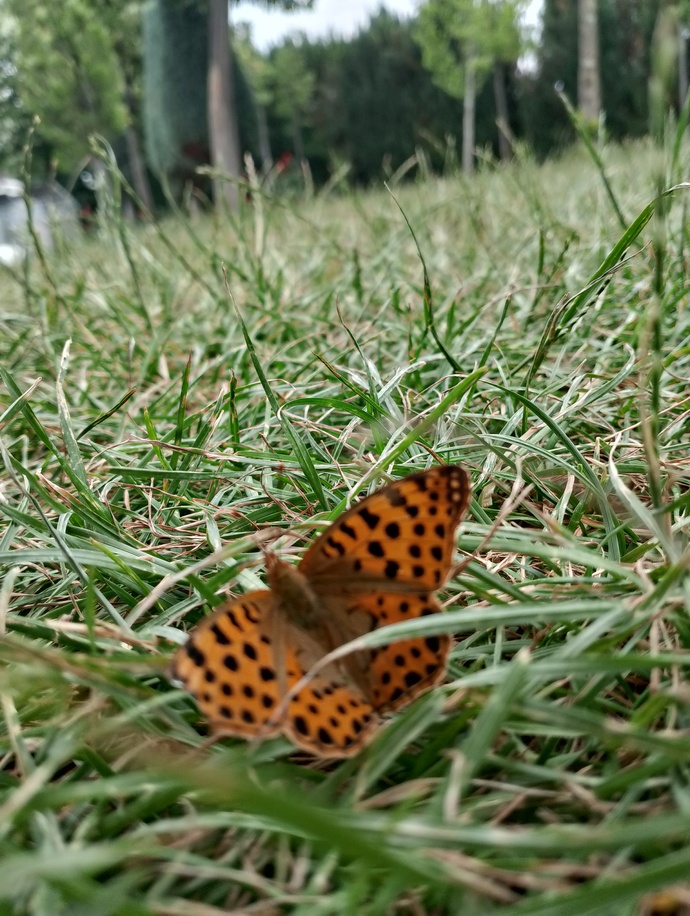 Bugün böyle bir güzellik gördüm, hemen çektim 🌸 🦋🦋