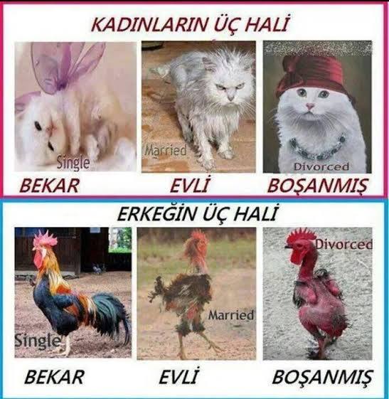 Bekarlık gırgır gibidir gırgır geçersin evlilik elektrik süpürgesi gibidir sürekli ses çıkartırsın. Sen hangi taraftasın?
