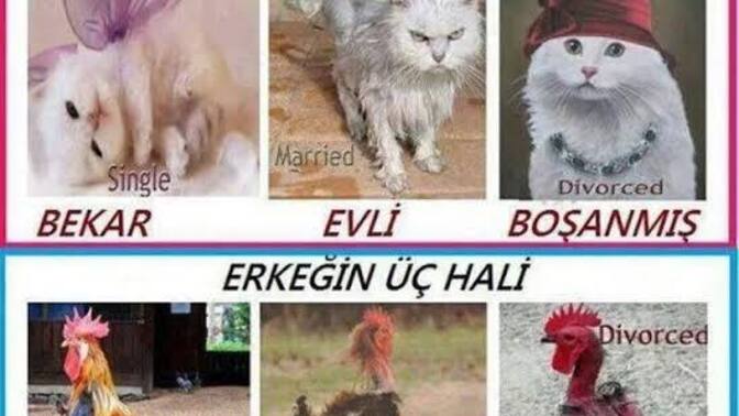Bekarlık gırgır gibidir gırgır geçersin evlilik elektrik süpürgesi gibidir sürekli ses çıkartırsın. Sen hangi taraftasın?