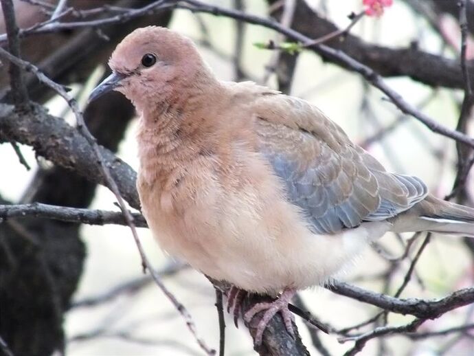 Kuş sesleri olmayan bir dünya ne kadar çekilmez olurdu, sana terapi etkisi yapan kuş sesi hangisi 🐦🐦?