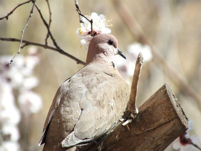 Kuş sesleri olmayan bir dünya ne kadar çekilmez olurdu, sana terapi etkisi yapan kuş sesi hangisi 🐦🐦?