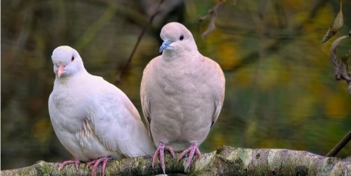 Kuş sesleri olmayan bir dünya ne kadar çekilmez olurdu, sana terapi etkisi yapan kuş sesi hangisi 🐦🐦?
