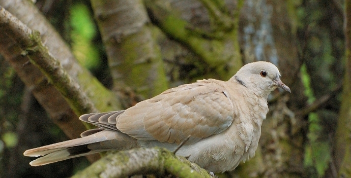 Kumru sen ne güzel şeysin..🐦🐦
