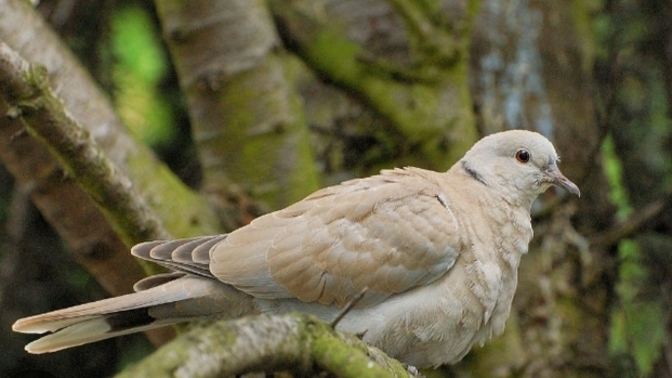 Kuş sesleri olmayan bir dünya ne kadar çekilmez olurdu, sana terapi etkisi yapan kuş sesi hangisi 🐦🐦?