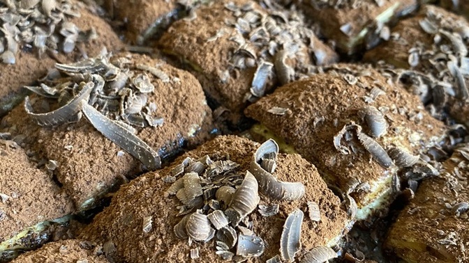 Ben dahi soğuk baklava yaptım , sever misiniz?