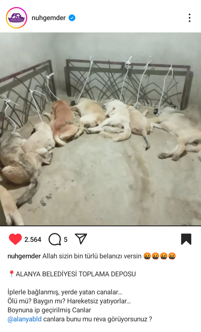 Ülke hayvan mezarlığına döndü nolacak bu hâl bunlarda hiç mi vicdan yok bu insanlar niye aramızda?