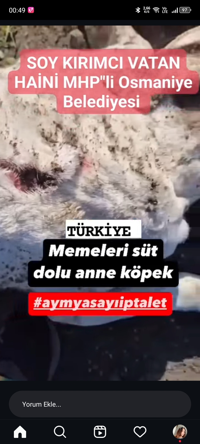 Ülke hayvan mezarlığına döndü nolacak bu hâl bunlarda hiç mi vicdan yok bu insanlar niye aramızda?