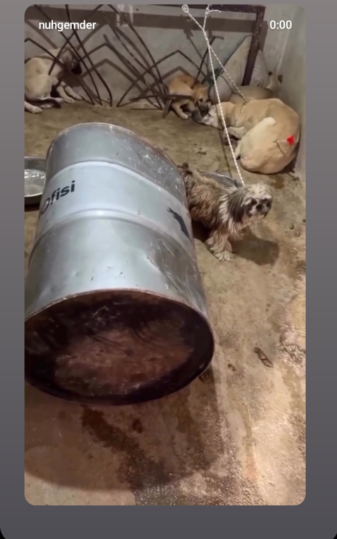 Ülke hayvan mezarlığına döndü nolacak bu hâl bunlarda hiç mi vicdan yok bu insanlar niye aramızda?