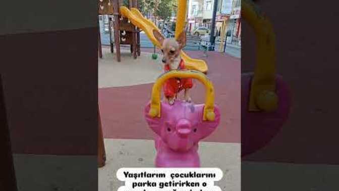 Evcil hayvanını kendi doğurduğu çocuğu olarak görenler hakkında ne düşünüyorsunuz?