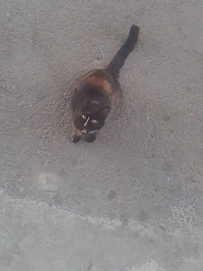 Kedinin sesi çıkmıyor ve gözleri bu şekilde fazla yukarı bakıyor bana doğru değil gözlerinde mi sorun ki acaba hastalığı ne olabil?