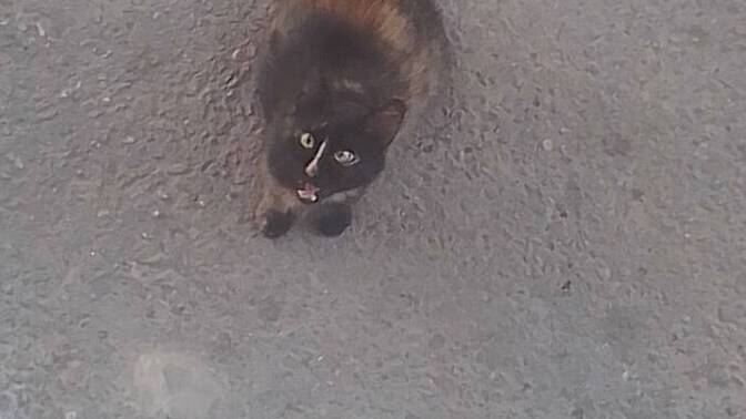 Kedinin sesi çıkmıyor ve gözleri bu şekilde fazla yukarı bakıyor bana doğru değil gözlerinde mi sorun ki acaba hastalığı ne olabil?