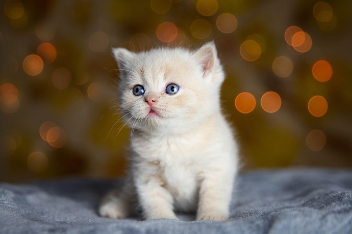 Kedi mi? Köpek mi?