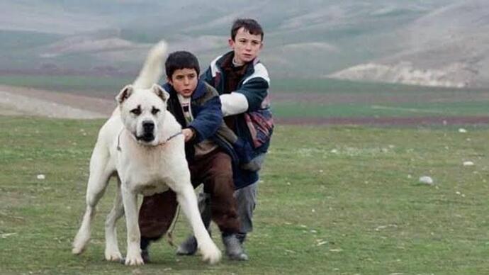 En beğendiğiniz çocuk oyuncu hangisiydi?