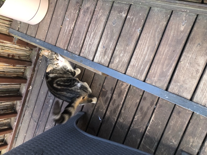 Cins kediler mi tekir kediler mi daha tatlış🐈?