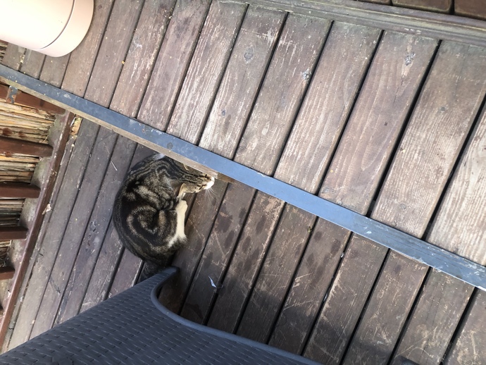 Cins kediler mi tekir kediler mi daha tatlış🐈?