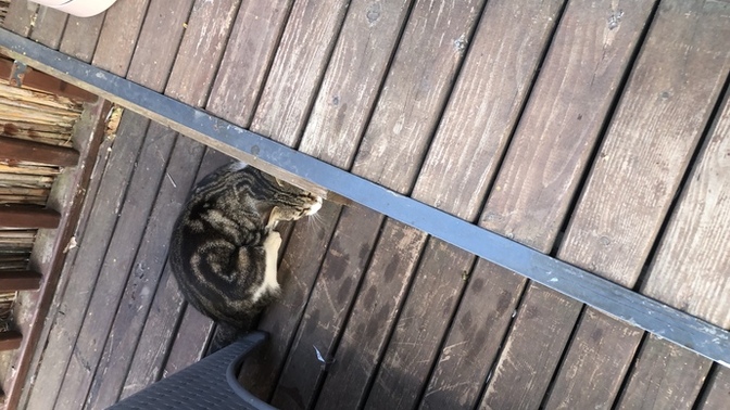 Cins kediler mi tekir kediler mi daha tatlış🐈?