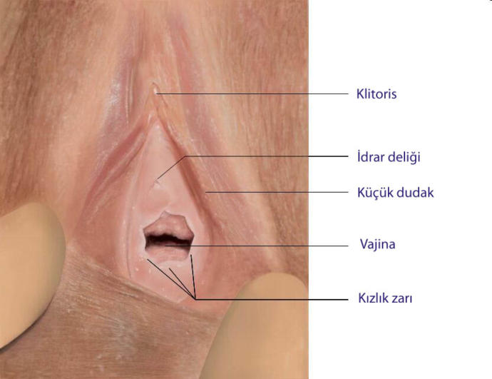 Vajina girişindeki pembe renkli et parçası nedir? Kızlık zarı orada mı?