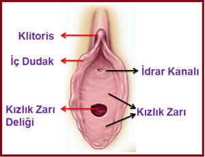 Vajina girişindeki pembe renkli et parçası nedir? Kızlık zarı orada mı?