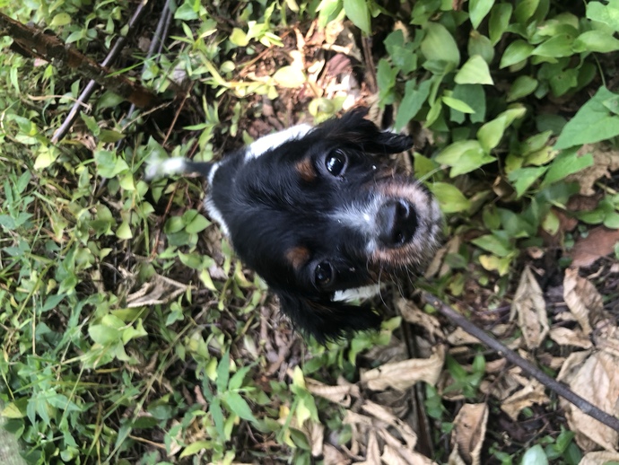 Köpeğimin ismi ne olsun?