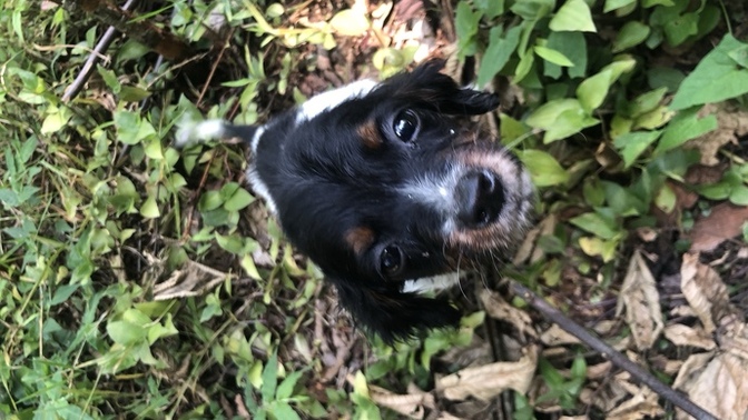 Köpeğimin ismi ne olsun?