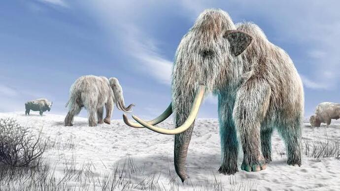 Mamut Mahmutum gel buraya kafanı okşucsm xbsbs