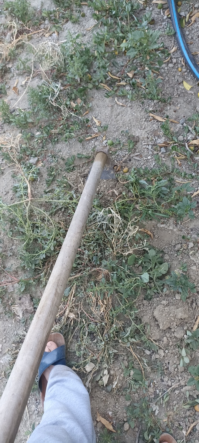 Tarlayı çapa yapar mısınız?