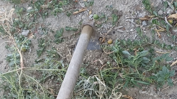 Tarlayı çapa yapar mısınız?
