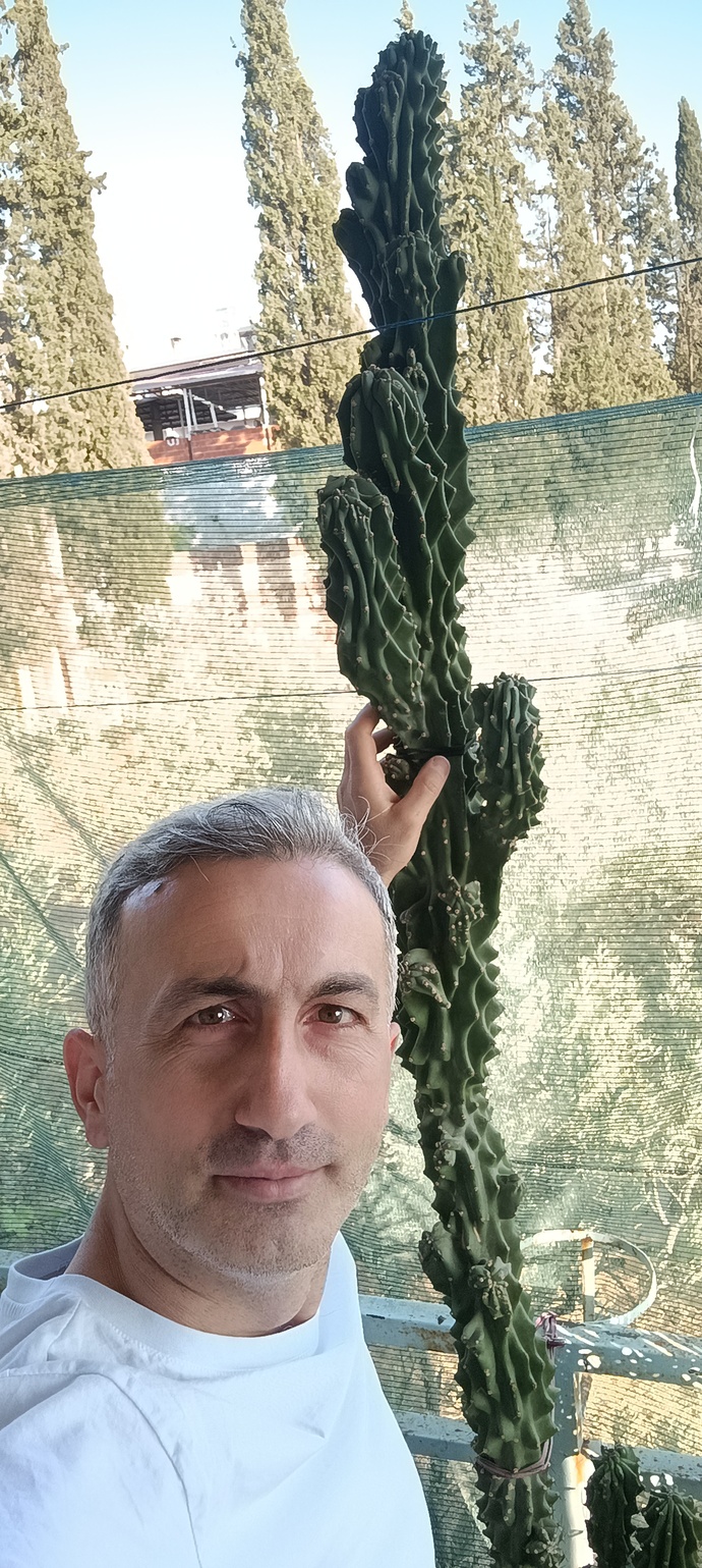Kaktüsleri sever misiniz? Kaktüsünüz var mı? Dördünden hangisi daha iyi?