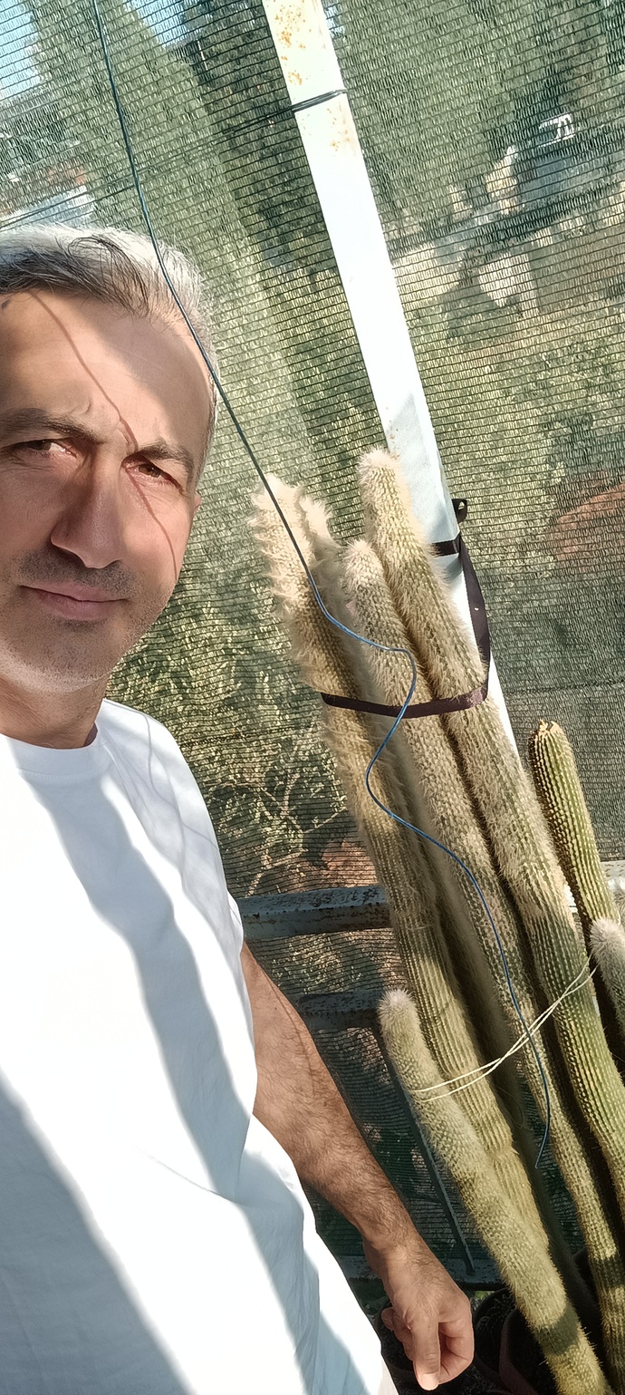 Kaktüsleri sever misiniz? Kaktüsünüz var mı? Dördünden hangisi daha iyi?