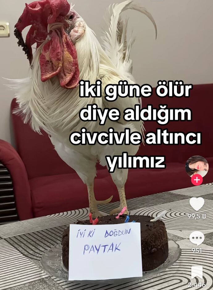#nirhamm 🔴 🔴 🔴 🔴