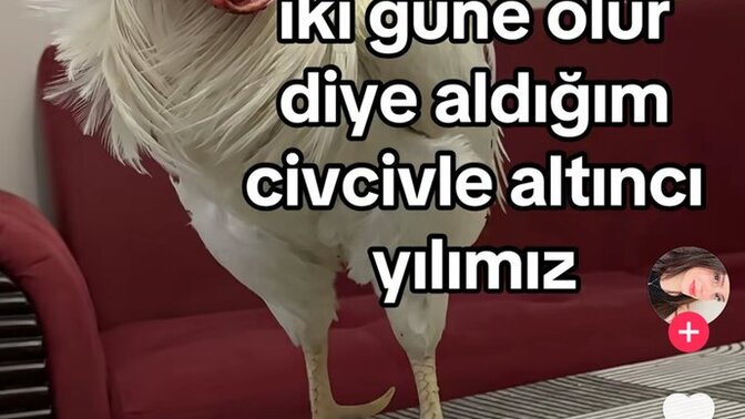 Evde civ civ baksam kedilerim yer mi sizce?