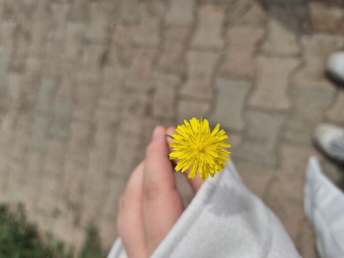 Bu çiçek size neyi hatırlatıyor?